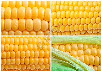 玉米角农业爆米花棒子耳朵黄色蔬菜叶子营养生产绿色图片