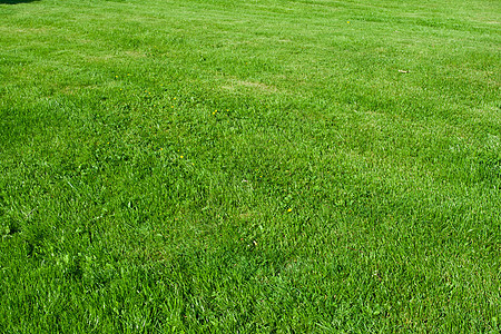绿草土地绿色植物草皮草地植物草原场地边缘院子环境图片