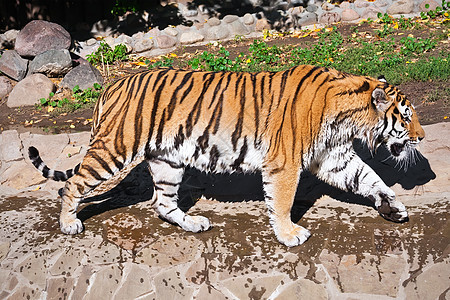 老虎野生动物侵略猎人动物猫科动物捕食者条纹动物园丛林愤怒图片