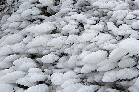 冰冻冰层覆盖的灌木植物图片