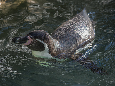 企鹅在水中掌状金图皇帝海洋白色野生动物游泳动物蓝色黑色图片