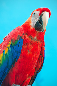 阿拉鹦鹉羽毛动物野生动物翅膀热带荒野宠物绿色情调红色图片