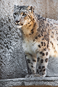 雪豹哺乳动物野生动物动物园猫科猎人动物白色食肉斑点荒野图片