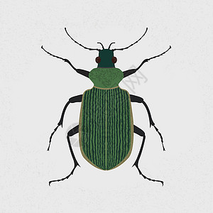 绿色甲虫 eps10矢量格式图片