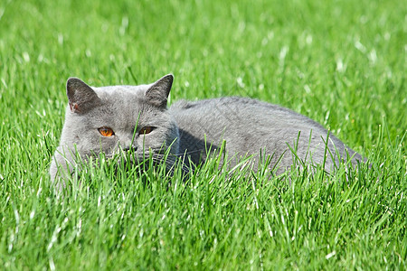 草地上的灰色英国猫小猫场地说谎动物花园宠物毛皮猫科绿色姿势图片