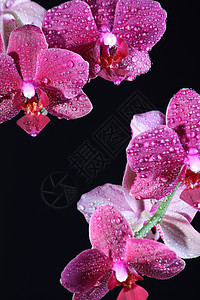 黑暗时的粉红兰花紫色黑色活力植物植物群美丽花瓣粉色图片