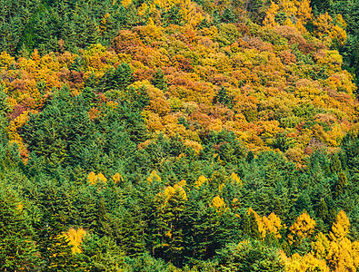 秋季山区红色橙子森林植物叶子云景绿色黄色天空爬坡图片