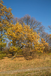 美丽的秋天自然和树木图片