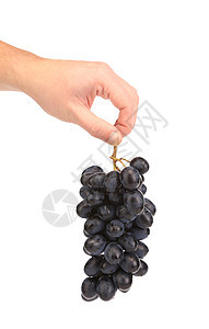 手握着黑熟的葡萄栽培水果美食藤蔓收成食物美丽植物紫色蓝色图片
