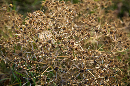 杂草的芽 用刺刺钉草本宏观活力叶子多刺尖刺荒野植物学药品绿色图片