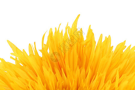 黄色花瓣的紧贴处植物群花园植物学圆形植物宏观男人图片
