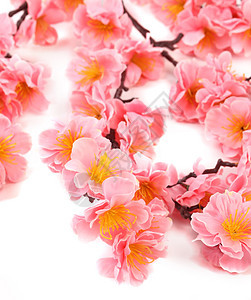 紧贴粉红色的花朵温泉植物雏菊礼物甘菊菊花花瓣美丽明信片紫色图片