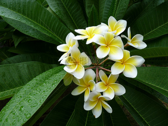 美丽的弗朗吉帕尼花朵环境荷花冥想情调花园公园花瓣鸡蛋花热带植物学图片