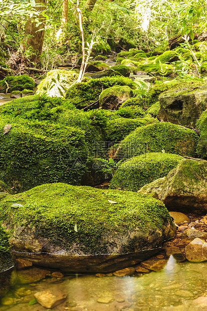 在一片绿色的热带热带中 蚊子覆盖了靠近瀑布的岩石图片