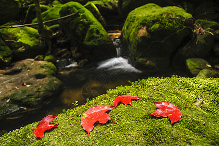 在雨前的瀑布附近的岩石覆盖着苔上的青梅叶热带溪流荒野风景环境绿色植物山脉森林旅行清凉图片