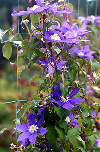 特写紫色宏观花瓣藤蔓季节植物学花园园艺叶子植物群图片