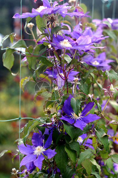 特写紫色宏观花瓣藤蔓季节植物学花园园艺叶子植物群图片
