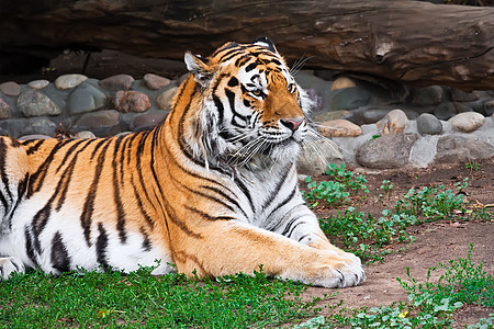 老虎捕食者侵略猫科动物猎人食肉动物园野猫愤怒野生动物丛林图片