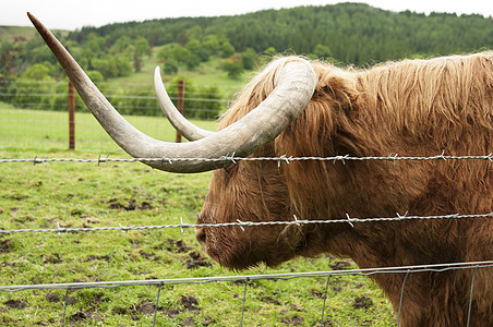 高地牛牛家畜牧场农场奶牛动物小牛头发反刍动物精华荒野图片