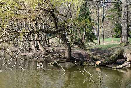 柳公园池塘绿色图片
