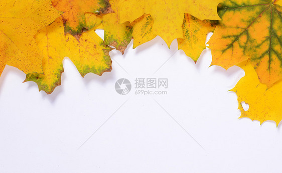 秋季树叶 为文字留出空白绿色季节黄色叶子图片