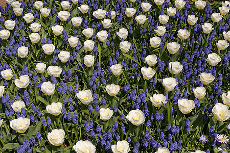 白色的郁金香 上面有蓝色的长相图片