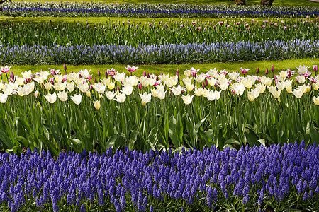 花园景色中的白色郁金香和蓝色长青花图片