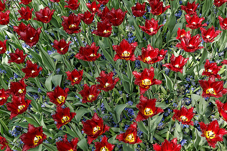 马龙郁金香 花瓣在花园里 与布露一起绿色品种红色蓝色农业花头文化黄色场地风景图片