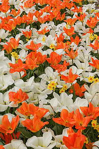 白色和橙色的郁金香和长青 照片f图片