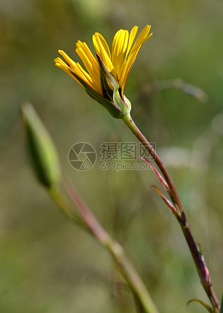 黄黄草地花图片