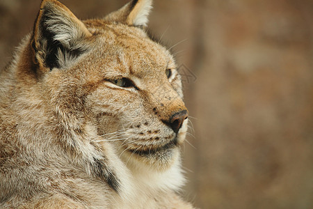 Lynx 语言生物哺乳动物猎人猫科野猫眼睛捕食者食肉动物群动物图片