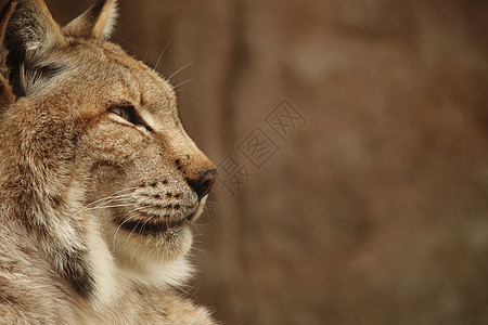 Lynx 语言猫科野猫哺乳动物荒野打猎眼睛动物动物群食肉猎人图片