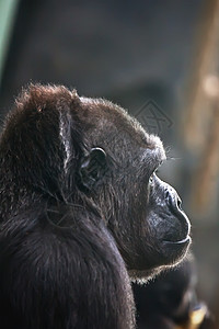 大猩猩灵长类力量动物园动物野生动物国王银背荒野毛皮哺乳动物图片