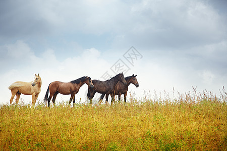 四匹马在草原上图片