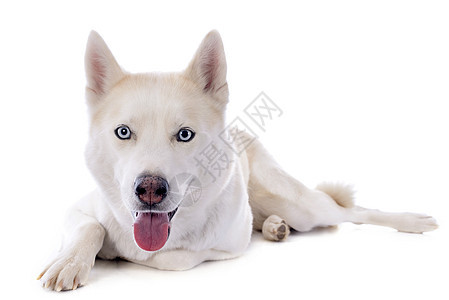 西比亚哈斯基比赛眼睛蓝色白色动物宠物工作室灰色图片
