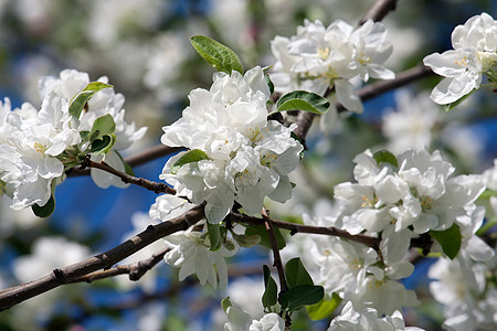 苹果花花蓝色叶子白色宏观花瓣绿色天空花园苹果树季节图片