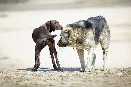 两只狗闲暇犬类小狗指针友谊牧羊犬男性女性自由会议图片