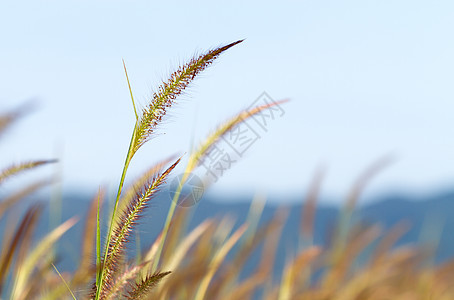 紫色喷泉草花园尾草植物绿色粉色乡村花坛植物群红色阳光图片