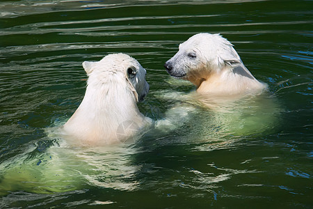 北极熊濒危野生动物哺乳动物游泳动物爪子荒野力量婴儿幼兽图片