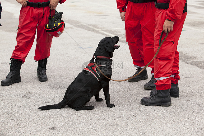 救援犬制服职员工作犬危险侦查犬搜索紧迫感职业黑色安全图片