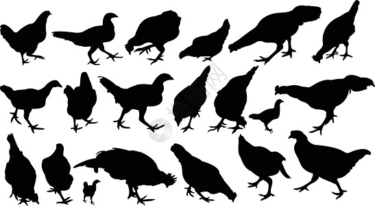 鸡的双光向矢量荒野拼贴画插图黑色公鸡农业家禽白色图片