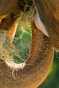 非洲大象的嘴图片