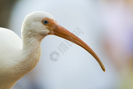 美籍白人Ibis前景生命生活鸟类主题摄影水平野外动物动物野生动物图片