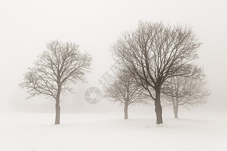 雾中的冬树调子棕褐色树干多云薄雾场景蓝色白色棕色分支机构图片