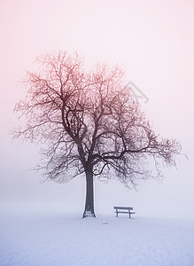 日出时雾中冬树图片