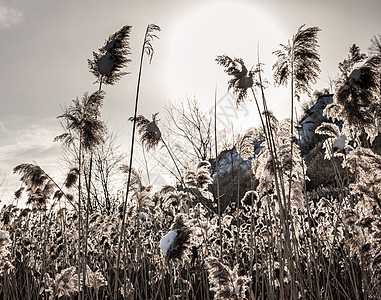 零散的冬季草原图片