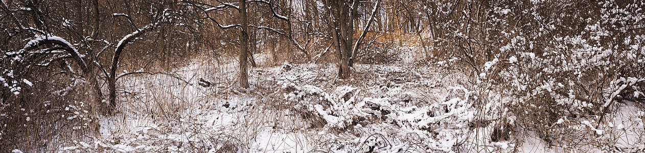 冬季森林全景图片