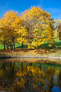 秋季晴天太阳阳光森林植物群树木植物活力黄色季节图片