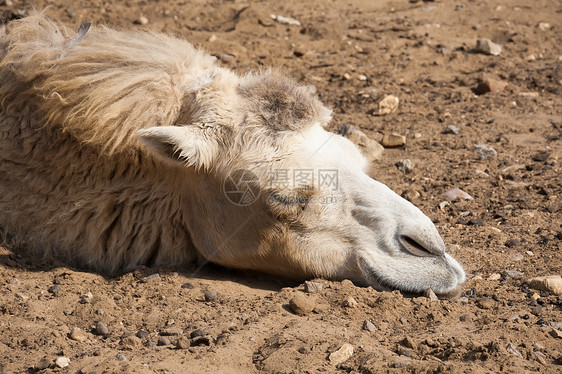 骆驼棕色动物运输白色动物园单峰野生动物驼峰荒野哺乳动物图片