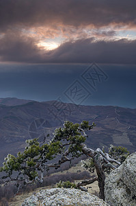 山里的松树背景是克里米亚的Demerdji生长木头山脉岩石旅行风景森林生态天空石头图片